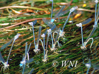 Powdered Dancer (Argia moesta)